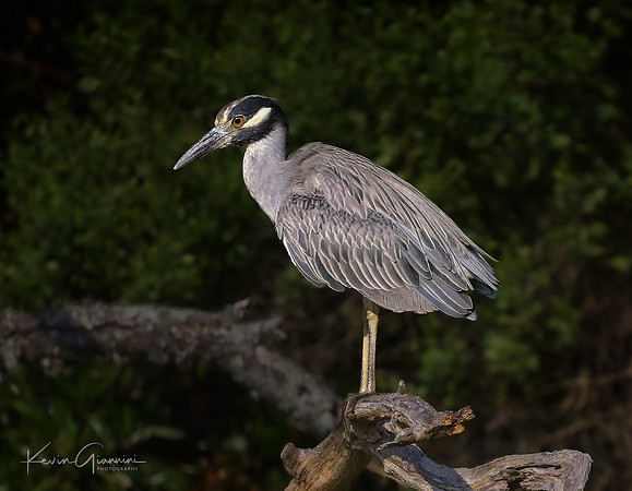 Yellow-crowned Night Heron