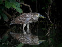 Juvenile Yellow-crowned Night Heron