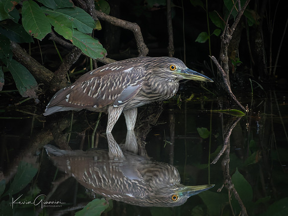 Juvenile Yellow-crowned Night Heron