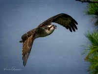 Osprey