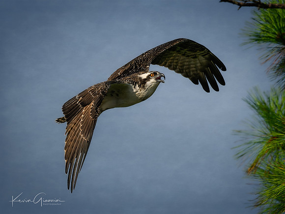 Osprey