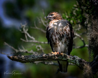 Red-shouldered Hawk
