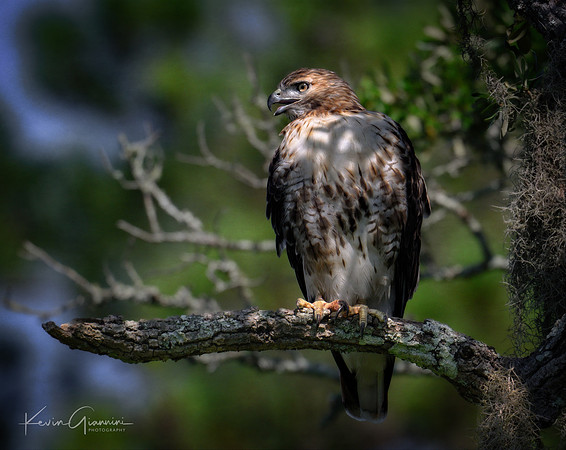 Red-shouldered Hawk