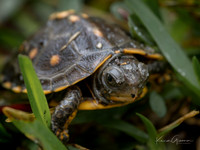 Baby Box Turtle