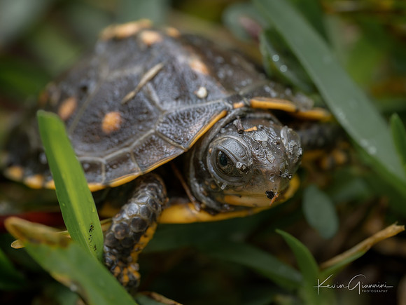 Baby Box Turtle