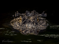 American Alligator