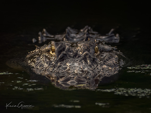 American Alligator