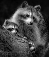 Family Tree - Photographic Society of America - Merit Award Winner B&W