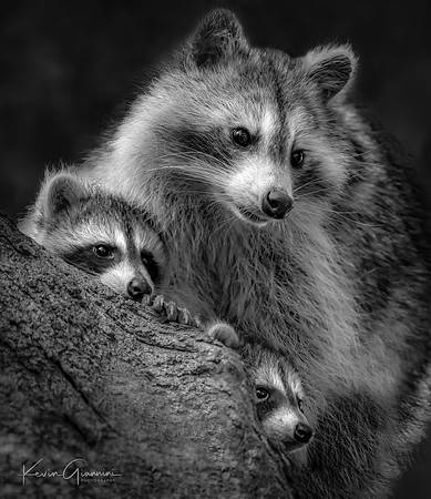 Family Tree - Photographic Society of America - Merit Award Winner B&W