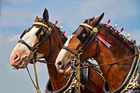 Two lead horses