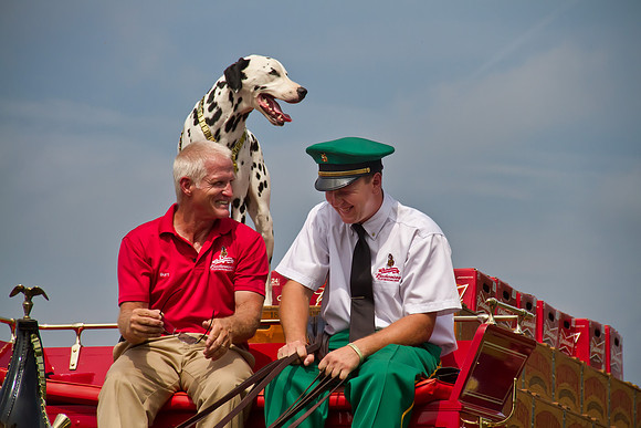 The dalmatian takes his place