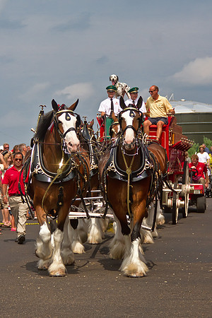 All eight Clydesdales are ready!