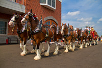 The Budweiser Clydesdales