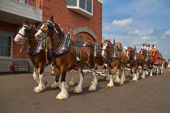 The Budweiser Clydesdales