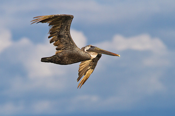 Pelican in Flight