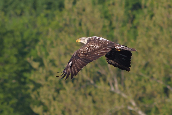 Immature Bald Eagle