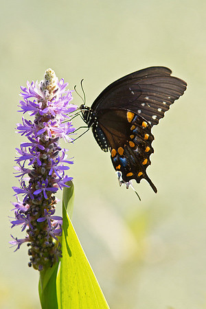 Butterfly at Airlie Gardens