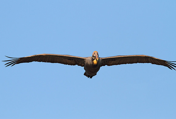 Pelican