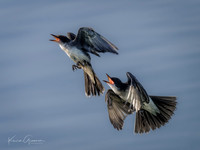 Eastern Kingbirds