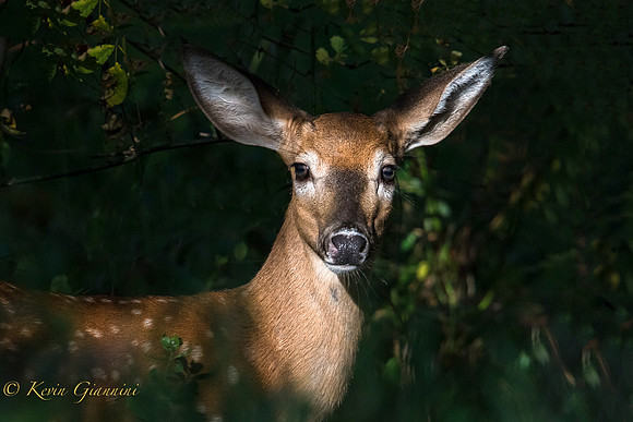 Fawn