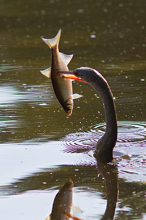 Anhinga feeding
