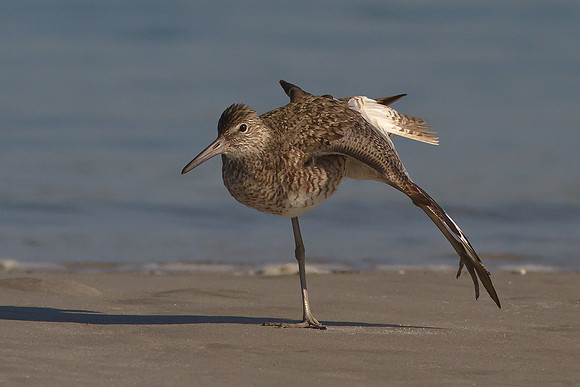 Sandpiper