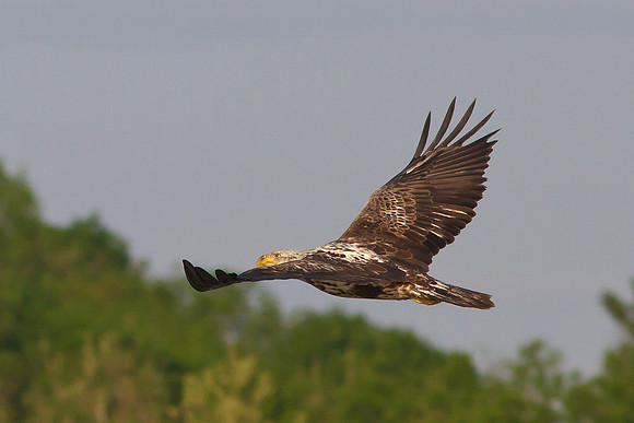Juvenile Bald Eagle