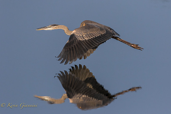 Great Blue Heron Flight Series