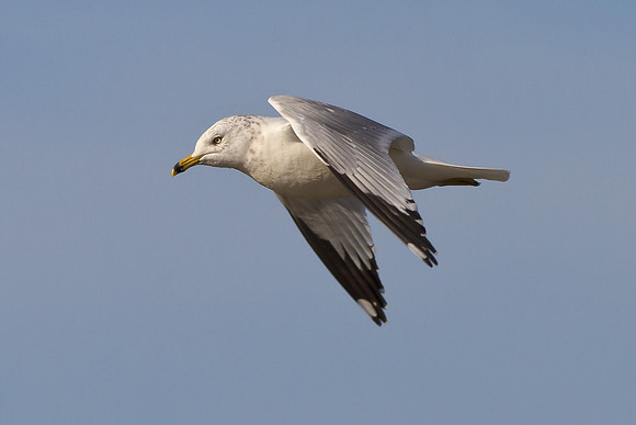 Flying Gull