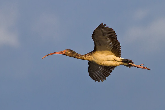 Ibis In Flight