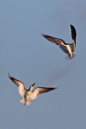 Black Skimmers