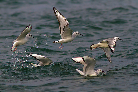 Bonaparte Gulls