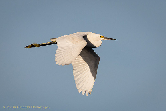 Great Egret in Flight