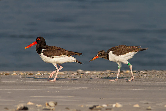 Adult and juvenile Oyster Catchers.