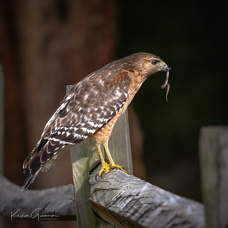 Red-shouldered Hawk