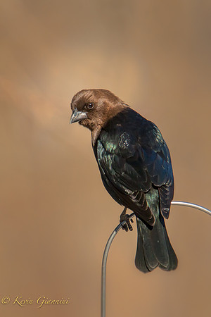Brown-Headed Cowbird