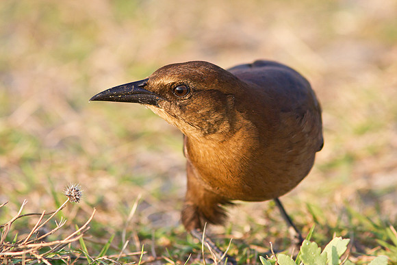 Grackle