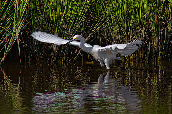 Egret