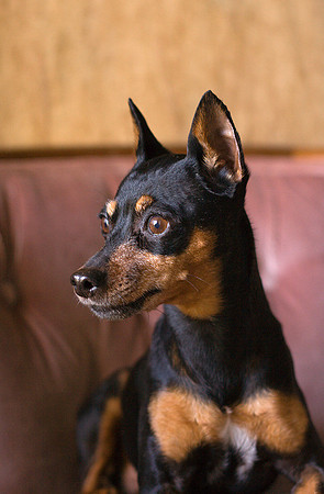 Maddy the Min Pin