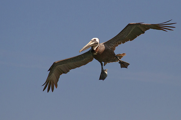 Coming in for a landing!