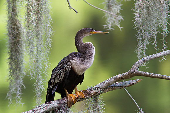 Anhinga