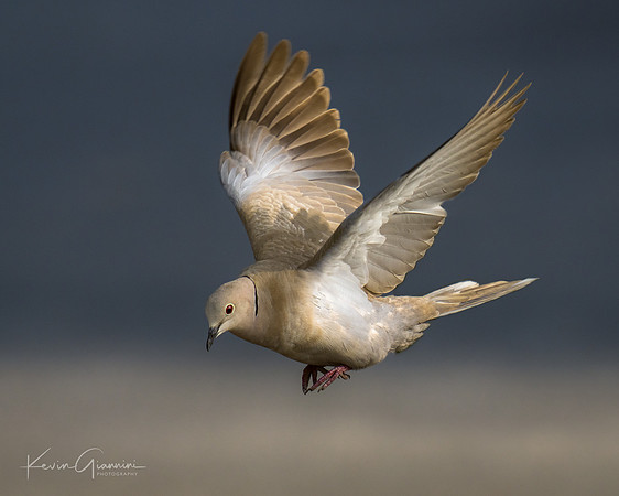 Eurasian Collared-Dove
