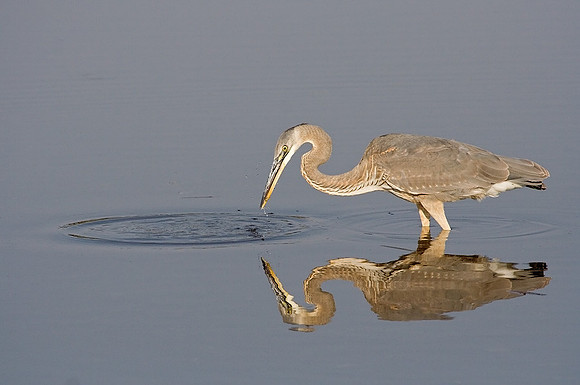 Heron on the Hunt