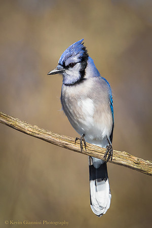 Blue Jay