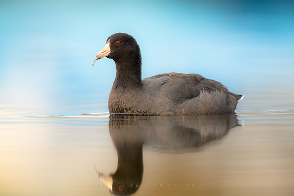 American Coot