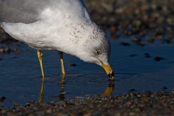 Gull drinking