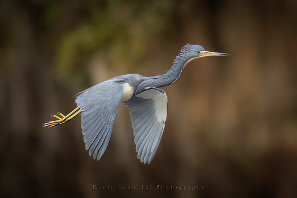 Tricolored Heron