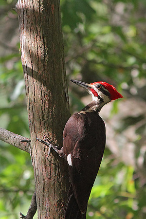 Woodpecker