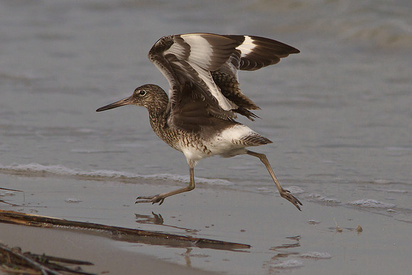 Sandpiper on the Run