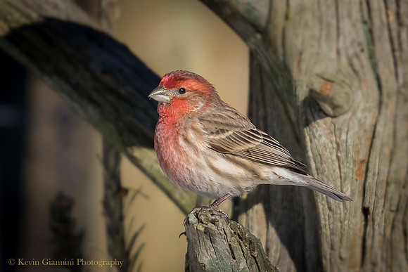 House Finch
